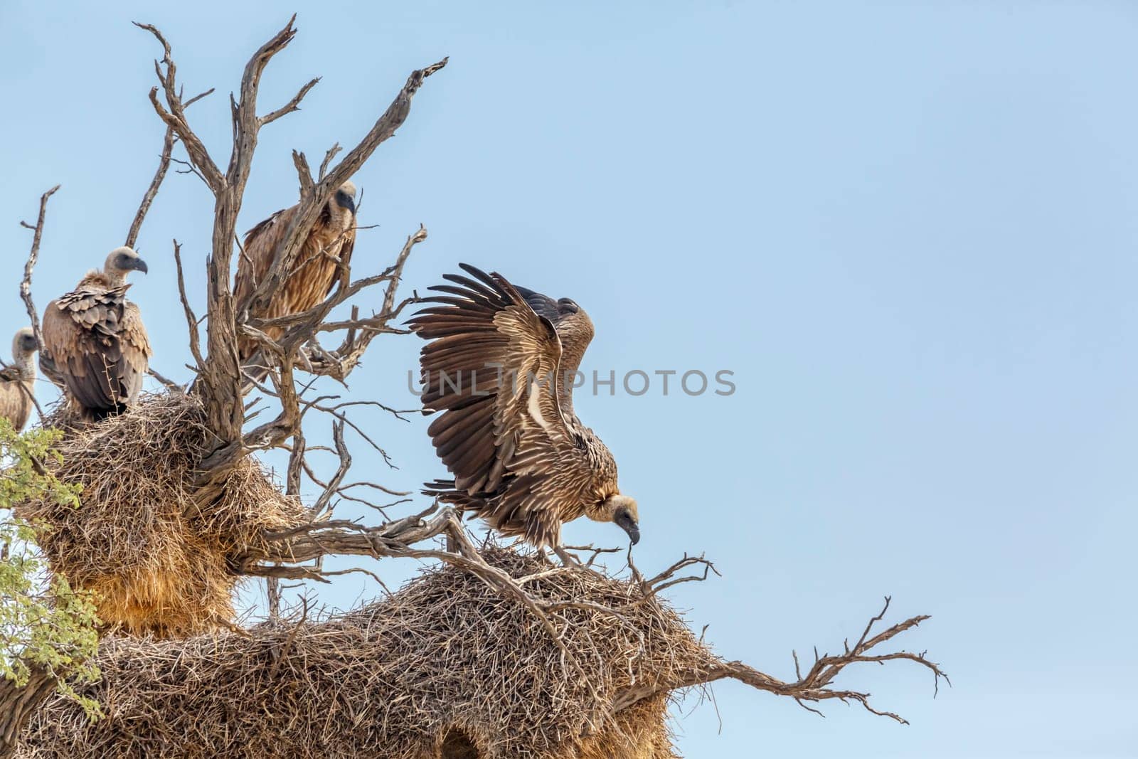 White backed Vulture spreading wings on nest in Kgalagadi transfrontier park, South Africa; Specie Gyps africanus family of Accipitridae