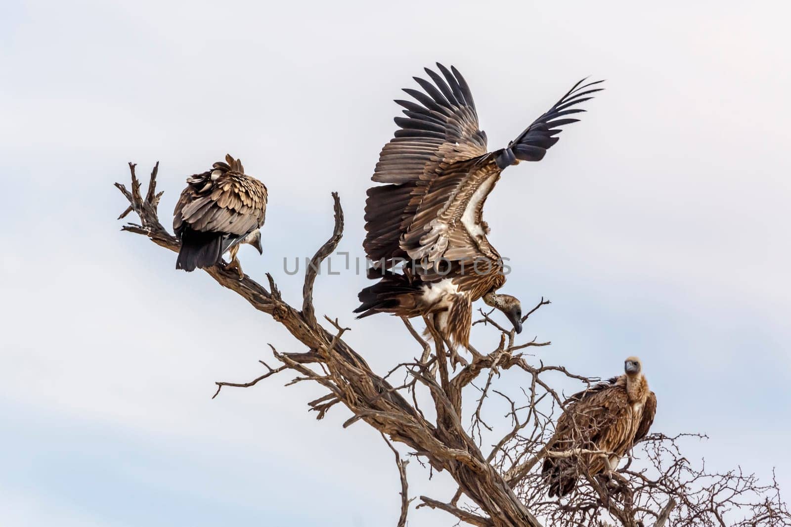 Three White backed Vulture on a dead tree isolated in white background in Kgalagadi transfrontier park, South Africa; Specie Gyps africanus family of Accipitridae