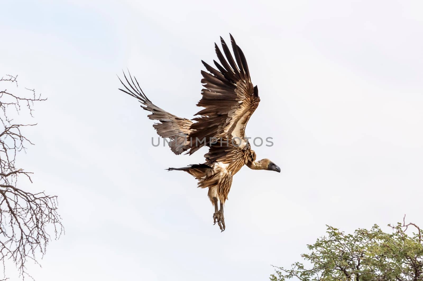 White backed Vulture flying isolated in white background in Kgalagadi transfrontier park, South Africa; Specie Gyps africanus family of Accipitridae