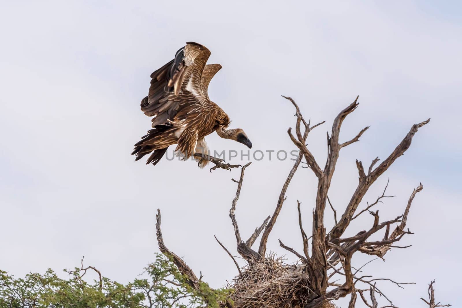 White backed Vulture landing to nest in Kgalagadi transfrontier park, South Africa; Specie Gyps africanus family of Accipitridae
