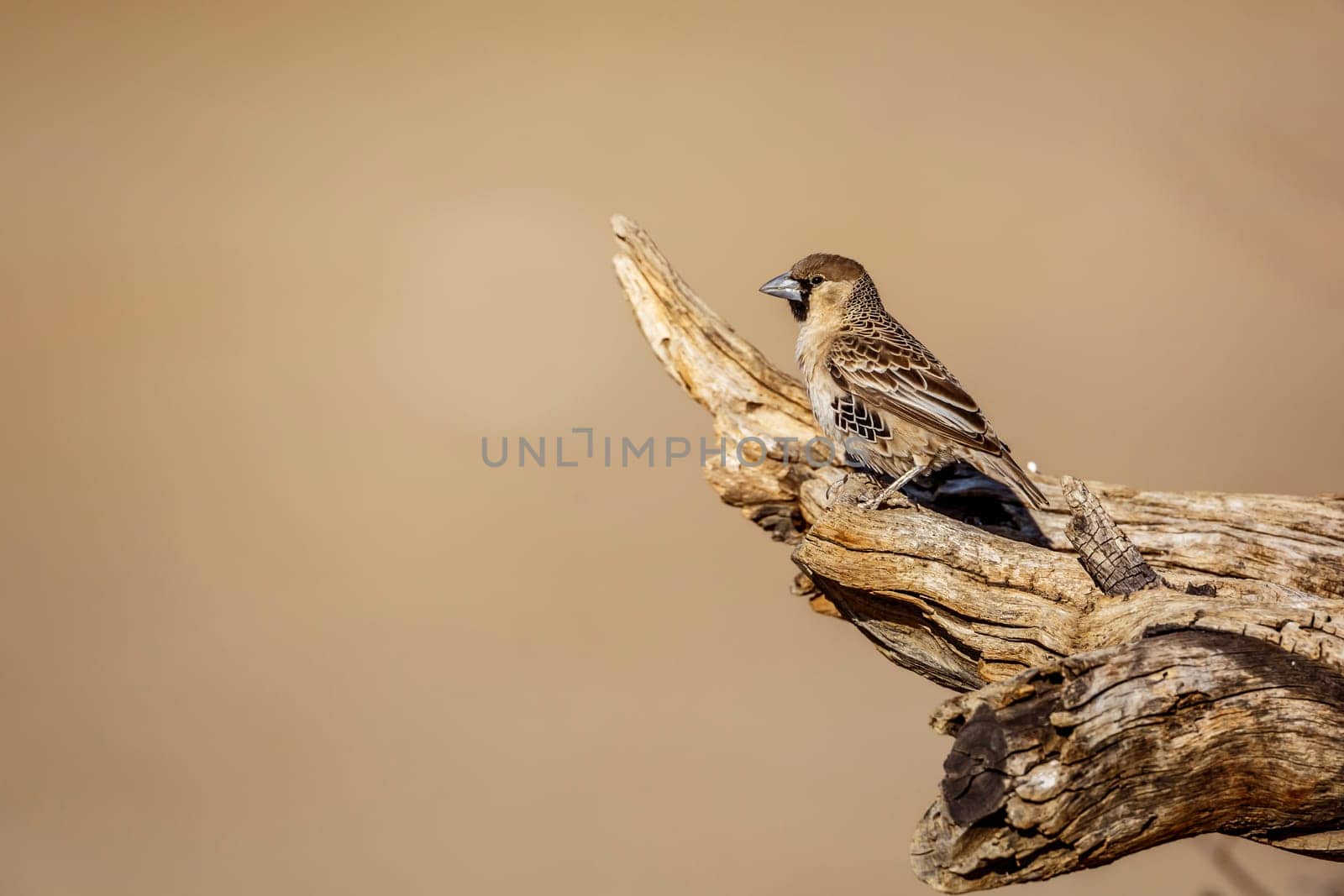 Sociable Weaver standing on a log isolated in natural background in Kgalagadi transfrontier park, South Africa; specie Philetairus socius family of Ploceidae