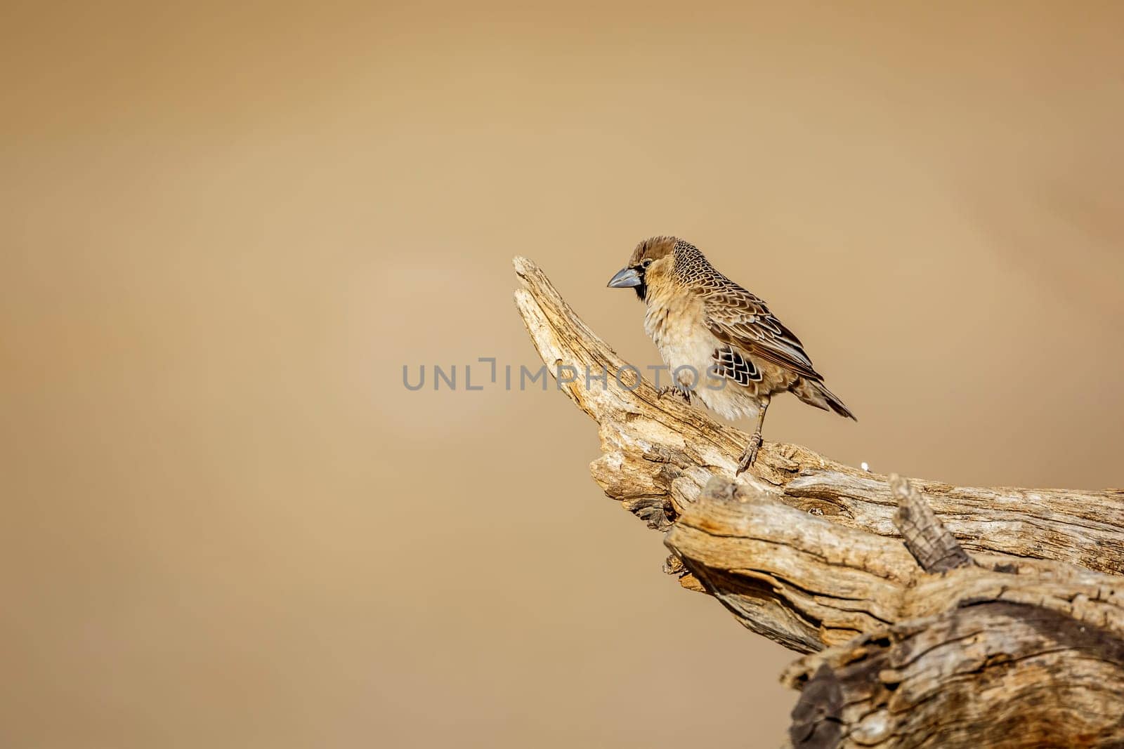 Sociable Weaver standing on a log isolated in natural background in Kgalagadi transfrontier park, South Africa; specie Philetairus socius family of Ploceidae