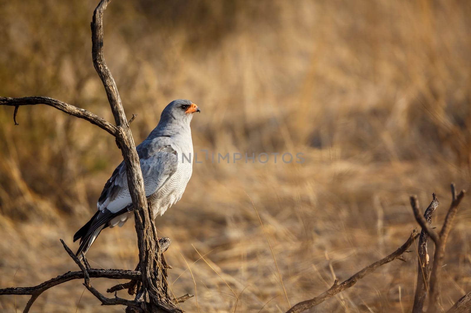 Pale Chanting-Goshawk standing on a branch in Kgalagadi transfrontier park, South Africa; specie Melierax canorus family of Accipitridae