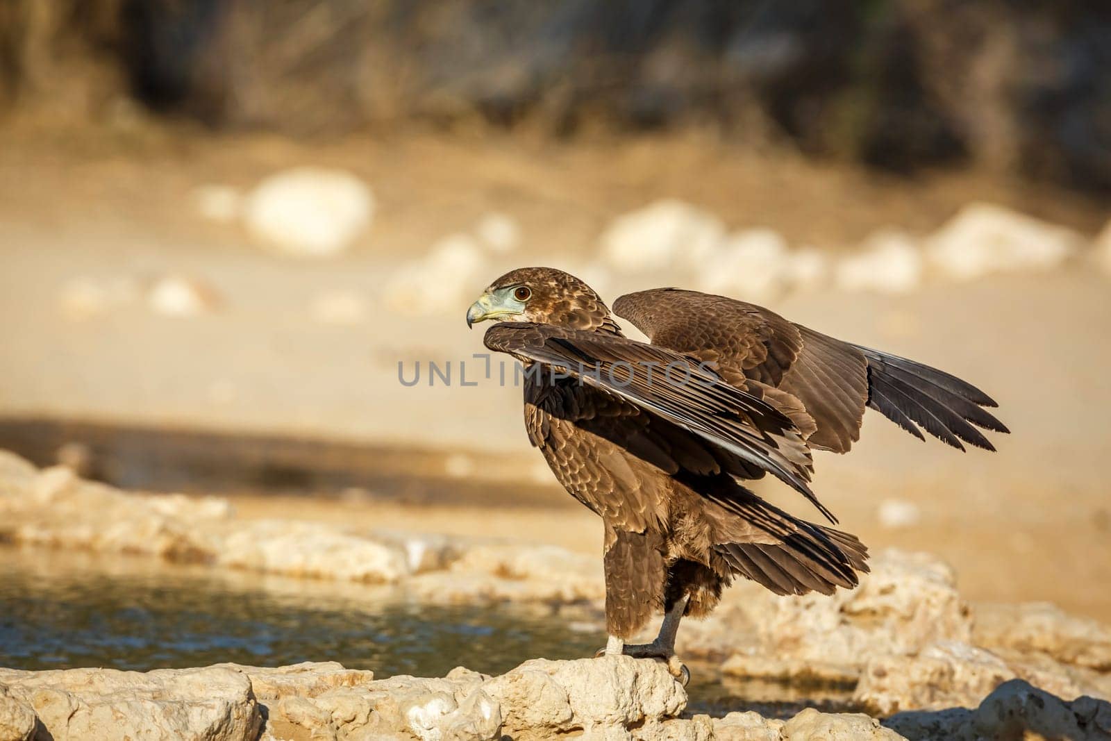 Bateleur Eagle juvenile landing at waterhole in Kgalagadi transfrontier park, South Africa ; Specie Terathopius ecaudatus family of Accipitridae