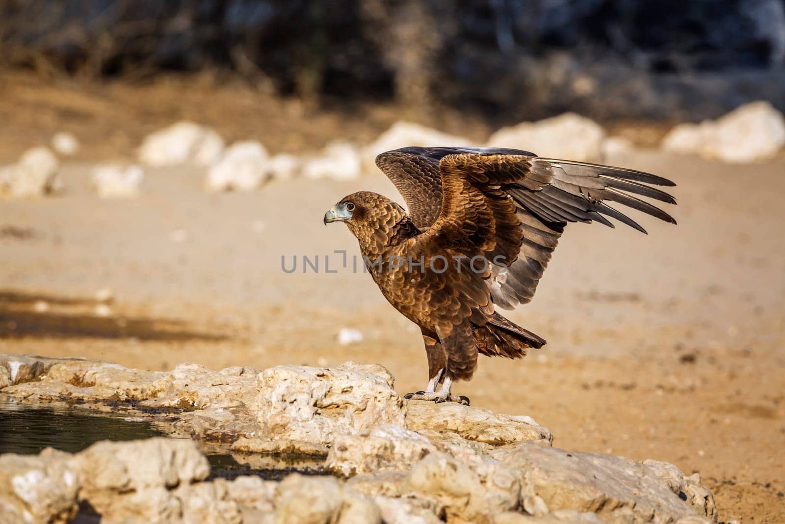 Bateleur Eagle juvenile landing at waterhole in Kgalagadi transfrontier park, South Africa ; Specie Terathopius ecaudatus family of Accipitridae