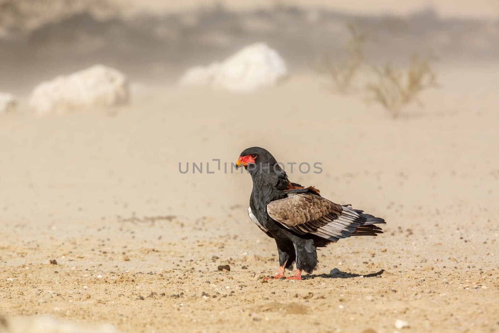 Bateleur Eagle standing in sand storm in Kgalagadi transfrontier park, South Africa ; Specie Terathopius ecaudatus family of Accipitridae
