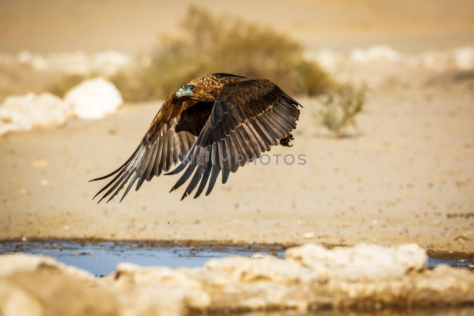 Bateleur Eagle juvenile flying over waterhole in Kgalagadi transfrontier park, South Africa ; Specie Terathopius ecaudatus family of Accipitridae