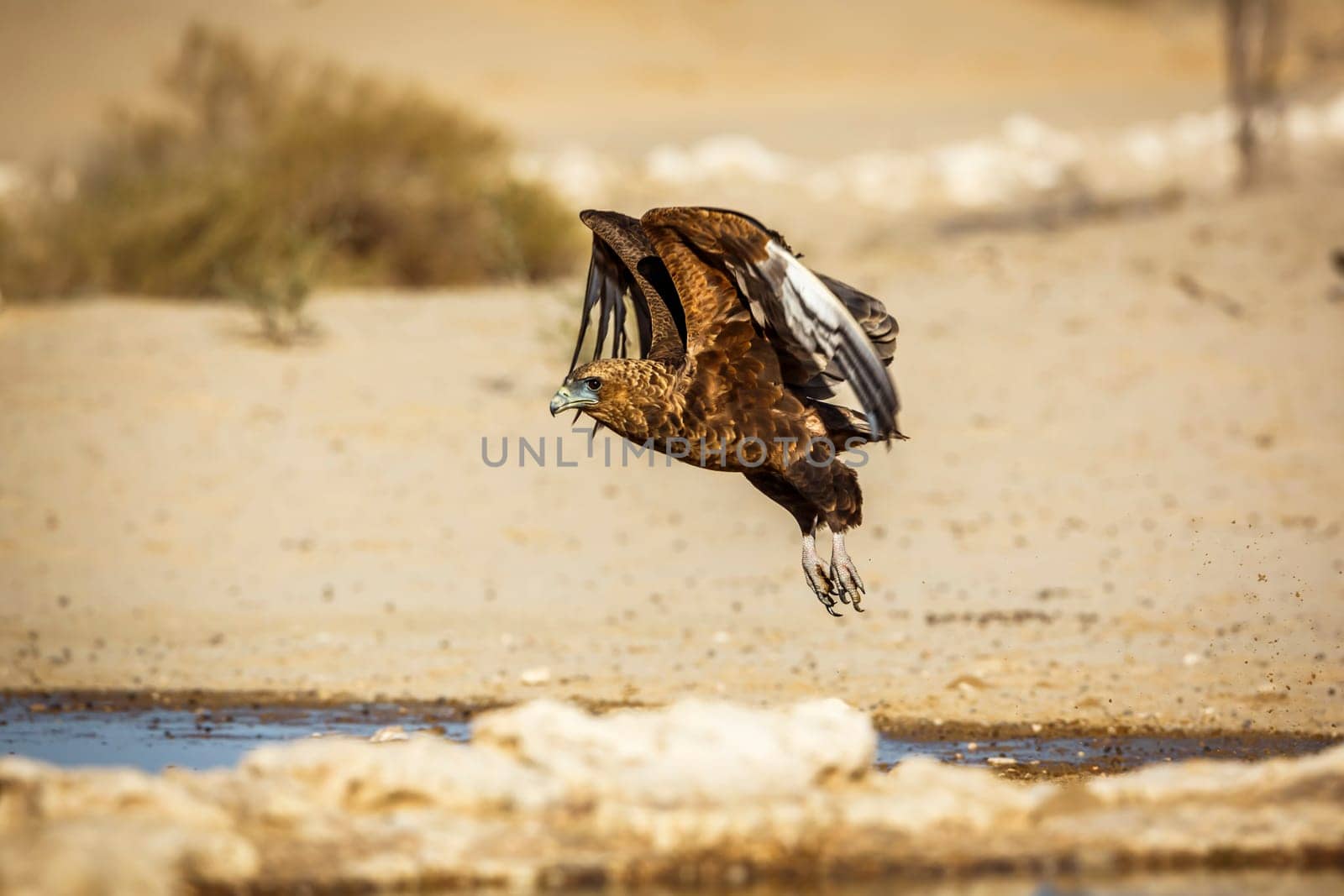 Bateleur Eagle juvenile flying over waterhole in Kgalagadi transfrontier park, South Africa ; Specie Terathopius ecaudatus family of Accipitridae