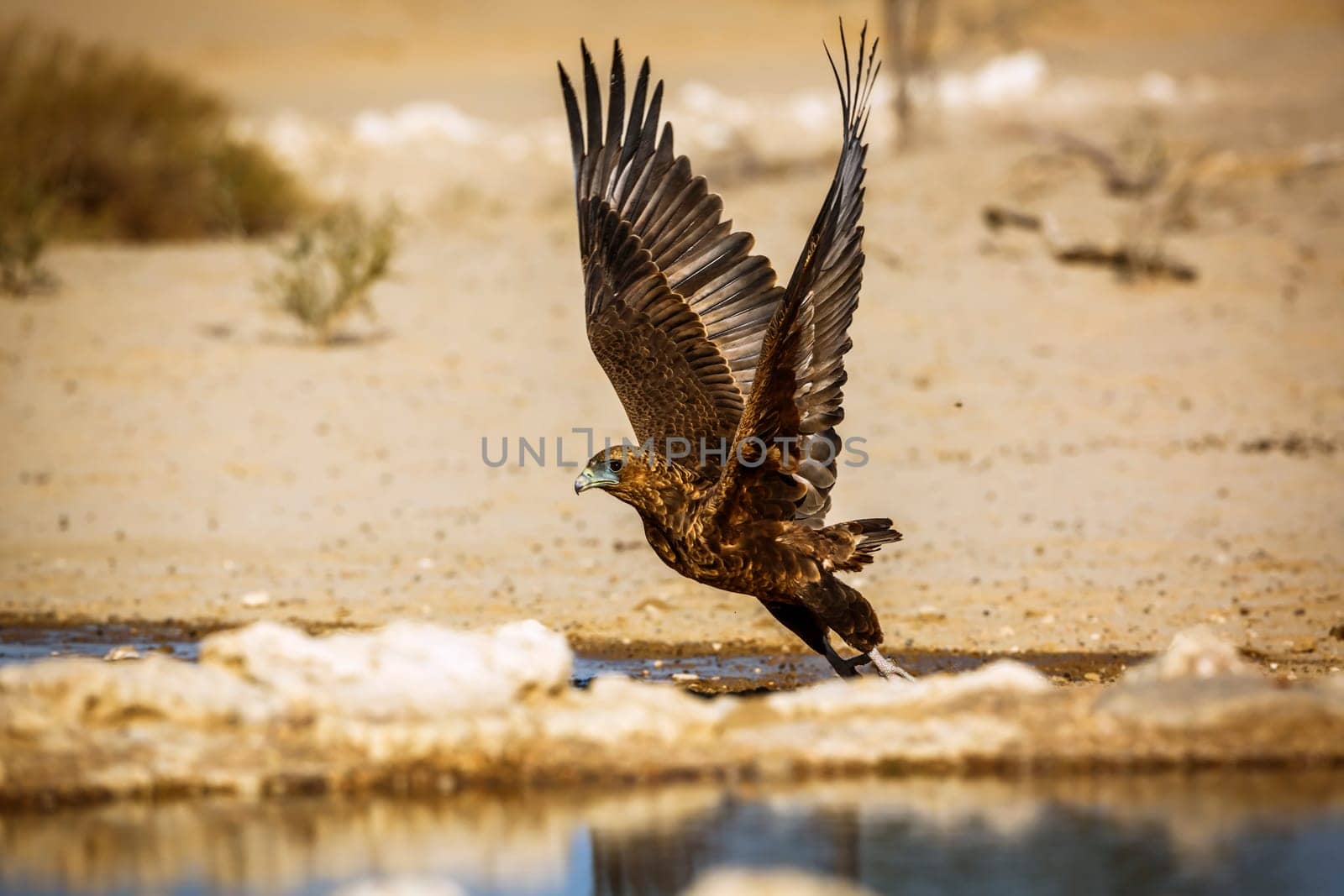 Bateleur Eagle juvenile taking off in Kgalagadi transfrontier park, South Africa ; Specie Terathopius ecaudatus family of Accipitridae