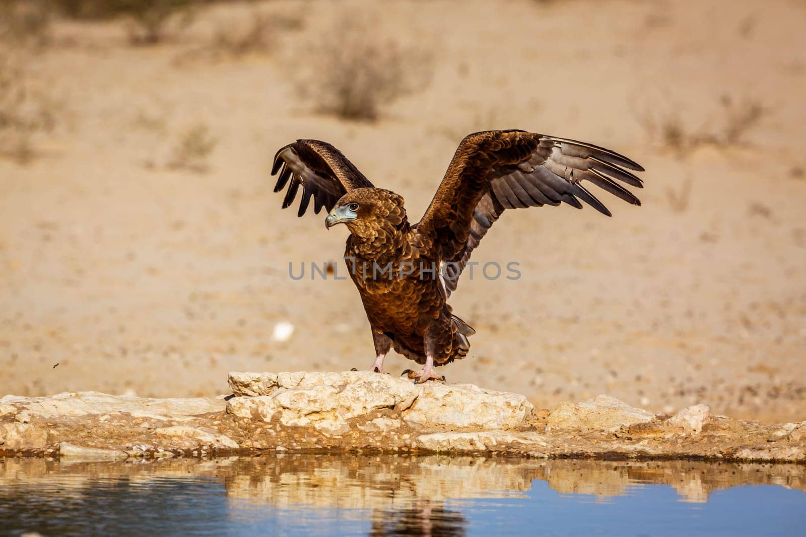 Bateleur Eagle juvenile landing front view at waterhole in Kgalagadi transfrontier park, South Africa ; Specie Terathopius ecaudatus family of Accipitridae
