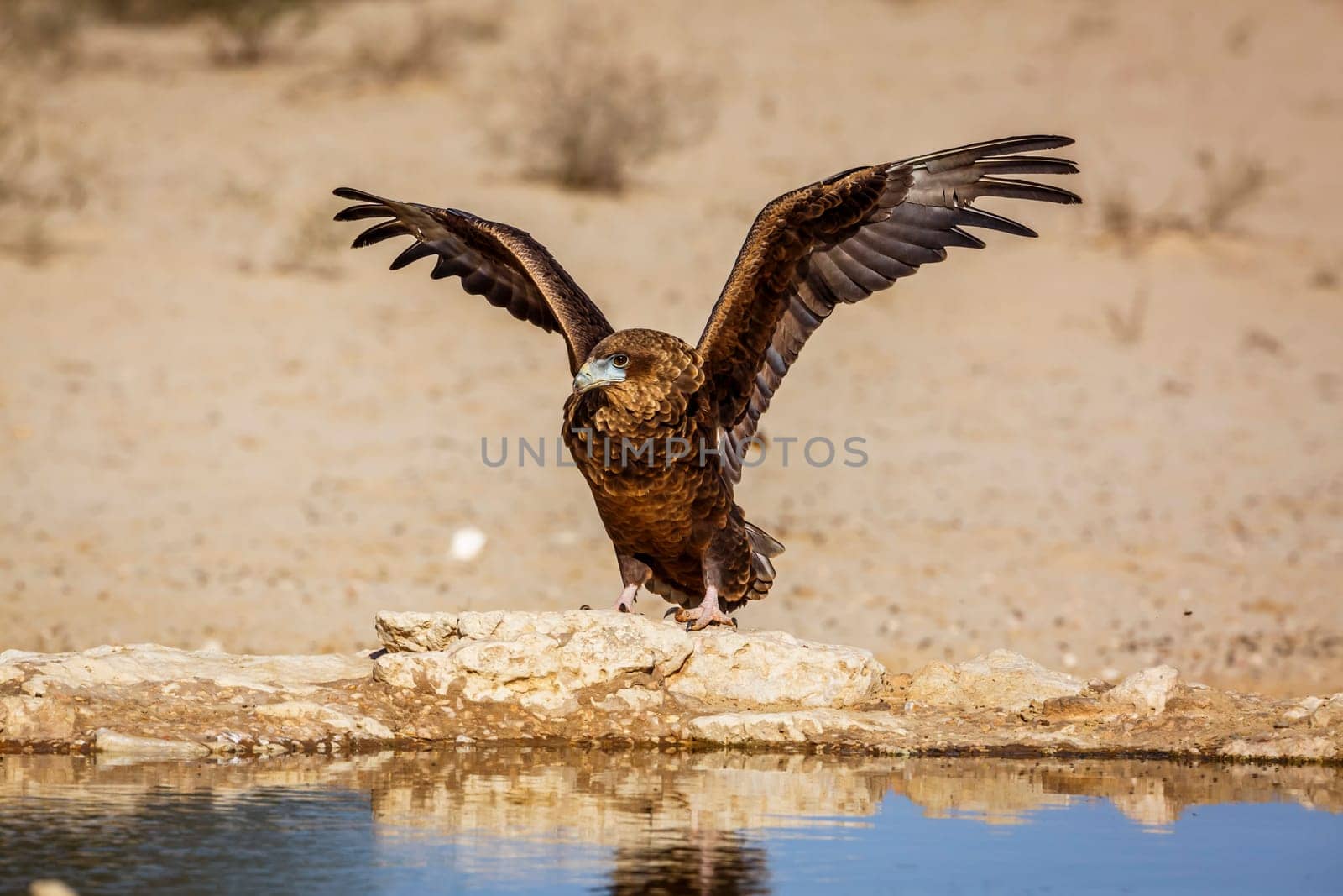 Bateleur Eagle juvenile landing front view at waterhole in Kgalagadi transfrontier park, South Africa ; Specie Terathopius ecaudatus family of Accipitridae