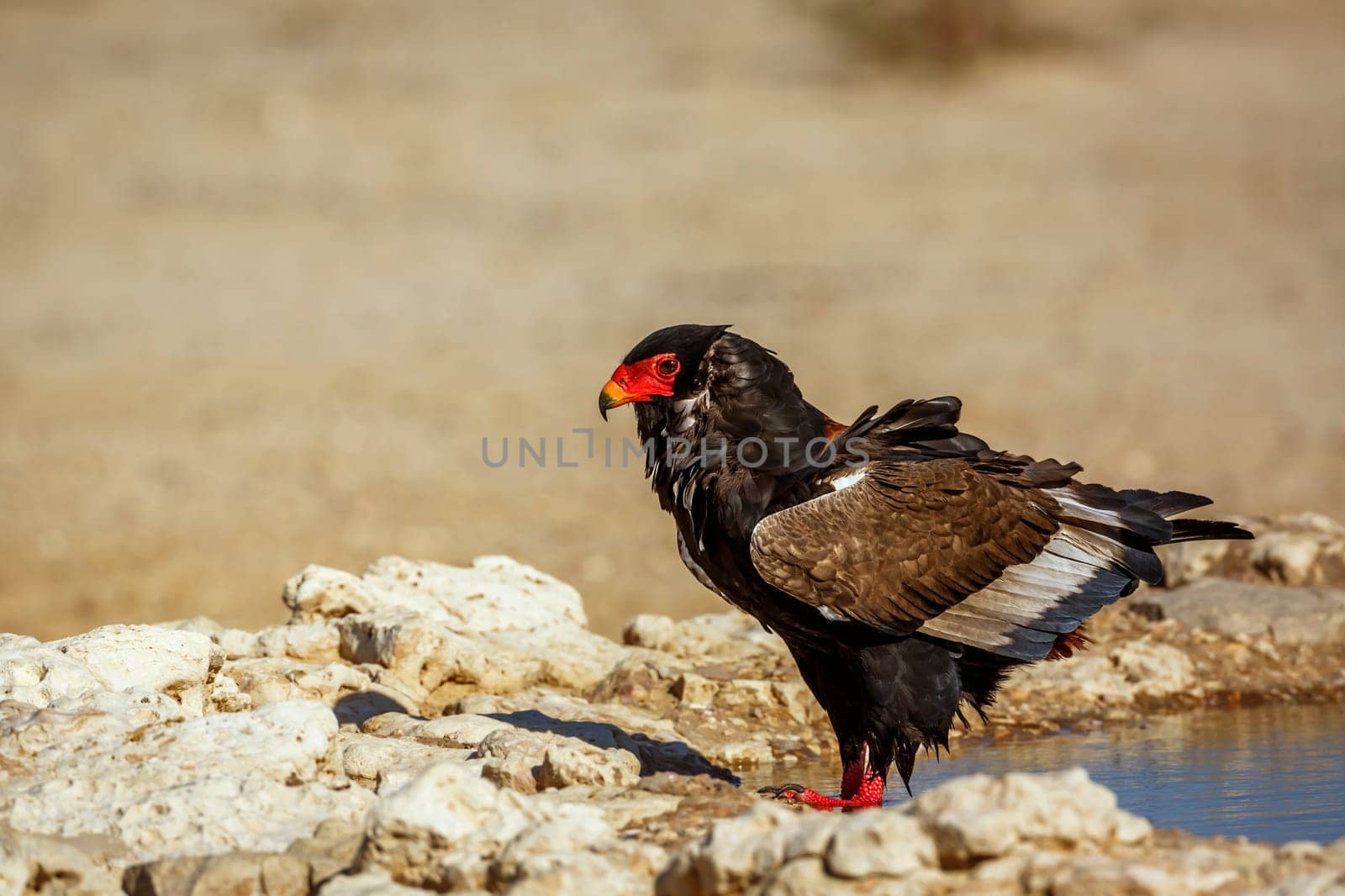 Bateleur Eagle standing at waterhole in Kgalagadi transfrontier park, South Africa ; Specie Terathopius ecaudatus family of Accipitridae