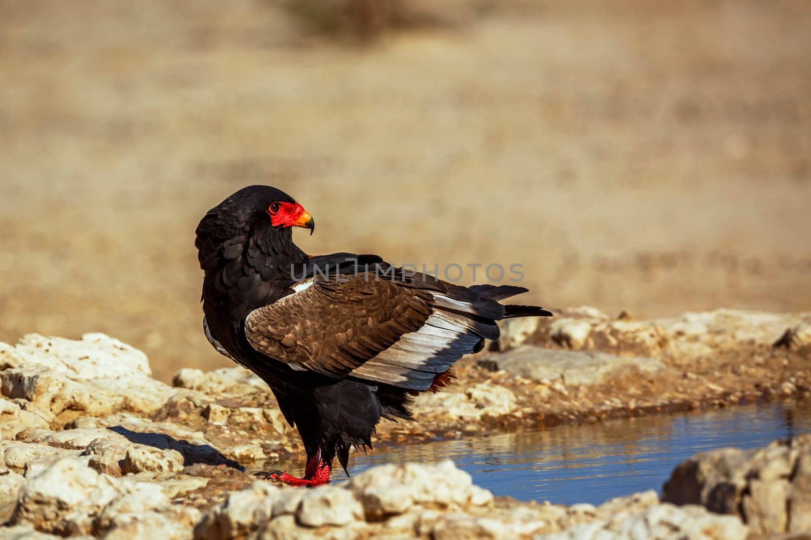 Bateleur Eagle standing at waterhole in Kgalagadi transfrontier park, South Africa ; Specie Terathopius ecaudatus family of Accipitridae