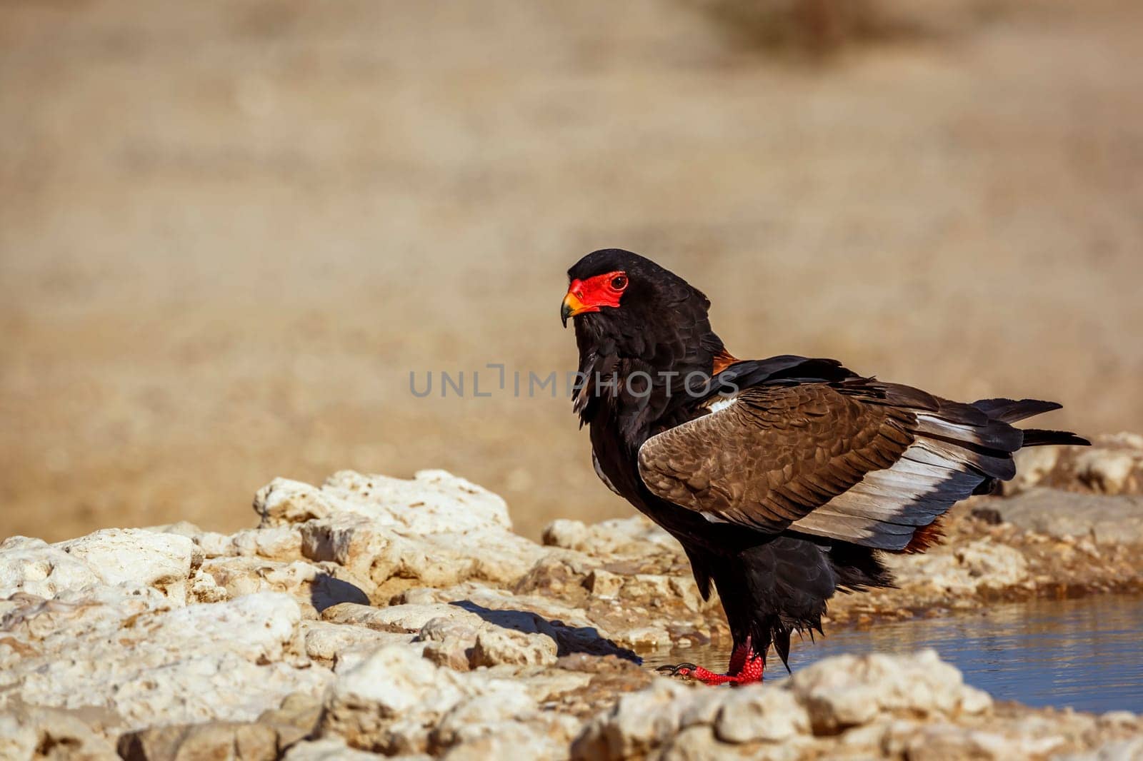 Bateleur Eagle standing at waterhole in Kgalagadi transfrontier park, South Africa ; Specie Terathopius ecaudatus family of Accipitridae
