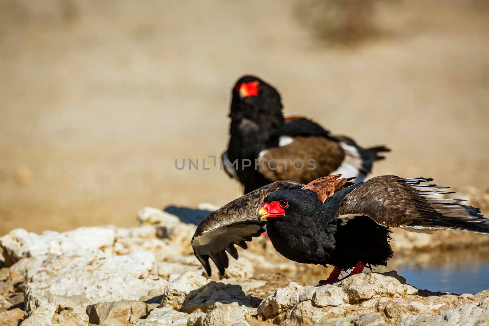 Two Bateleur Eagle, one taking off in Kgalagadi transfrontier park, South Africa ; Specie Terathopius ecaudatus family of Accipitridae