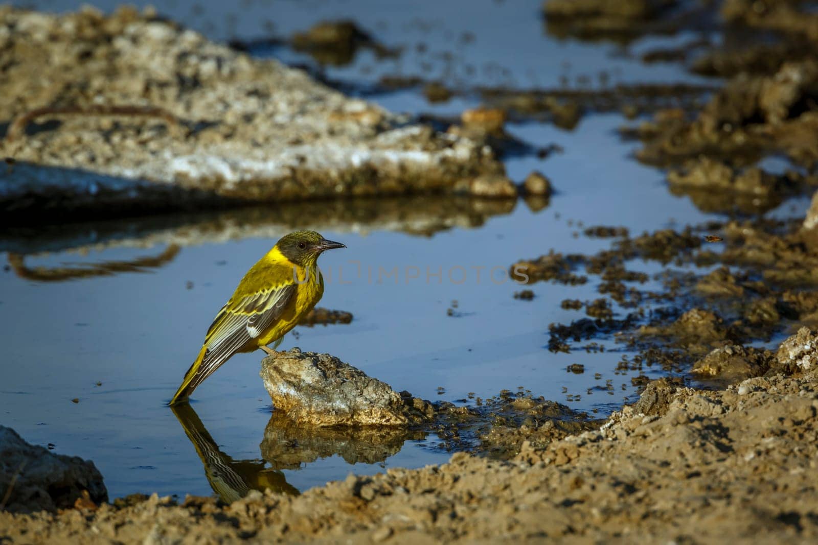 African Black headed Oriole standing on a rock at waterhole in Kgalagadi transfrontier park, South Africa; Specie Oriolus larvatus family of Oriolidae