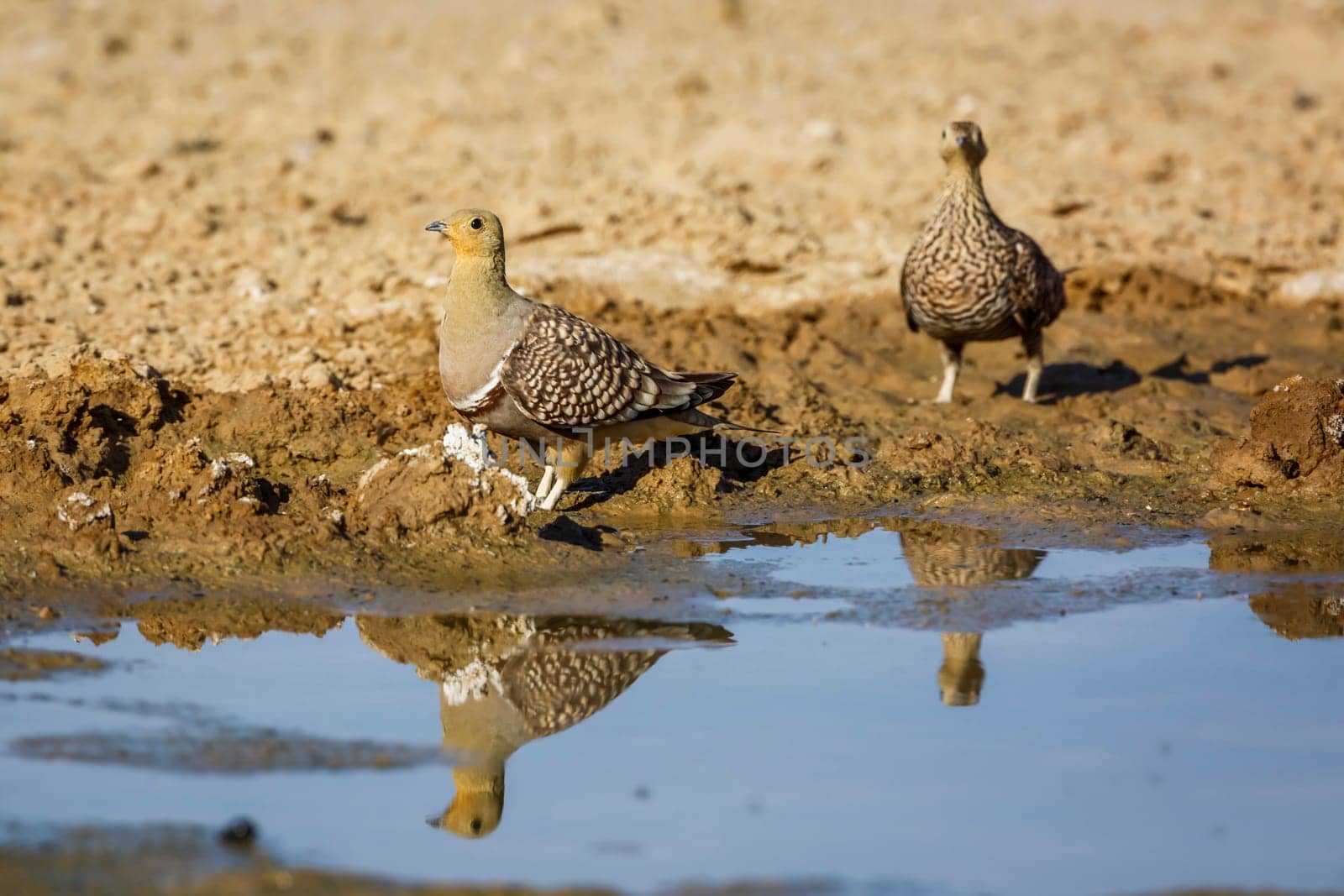 Two Namaqua sandgrouse male and female drinking at waterhole in Kgalagadi transfrontier park, South Africa; specie Pterocles namaqua family of Pteroclidae