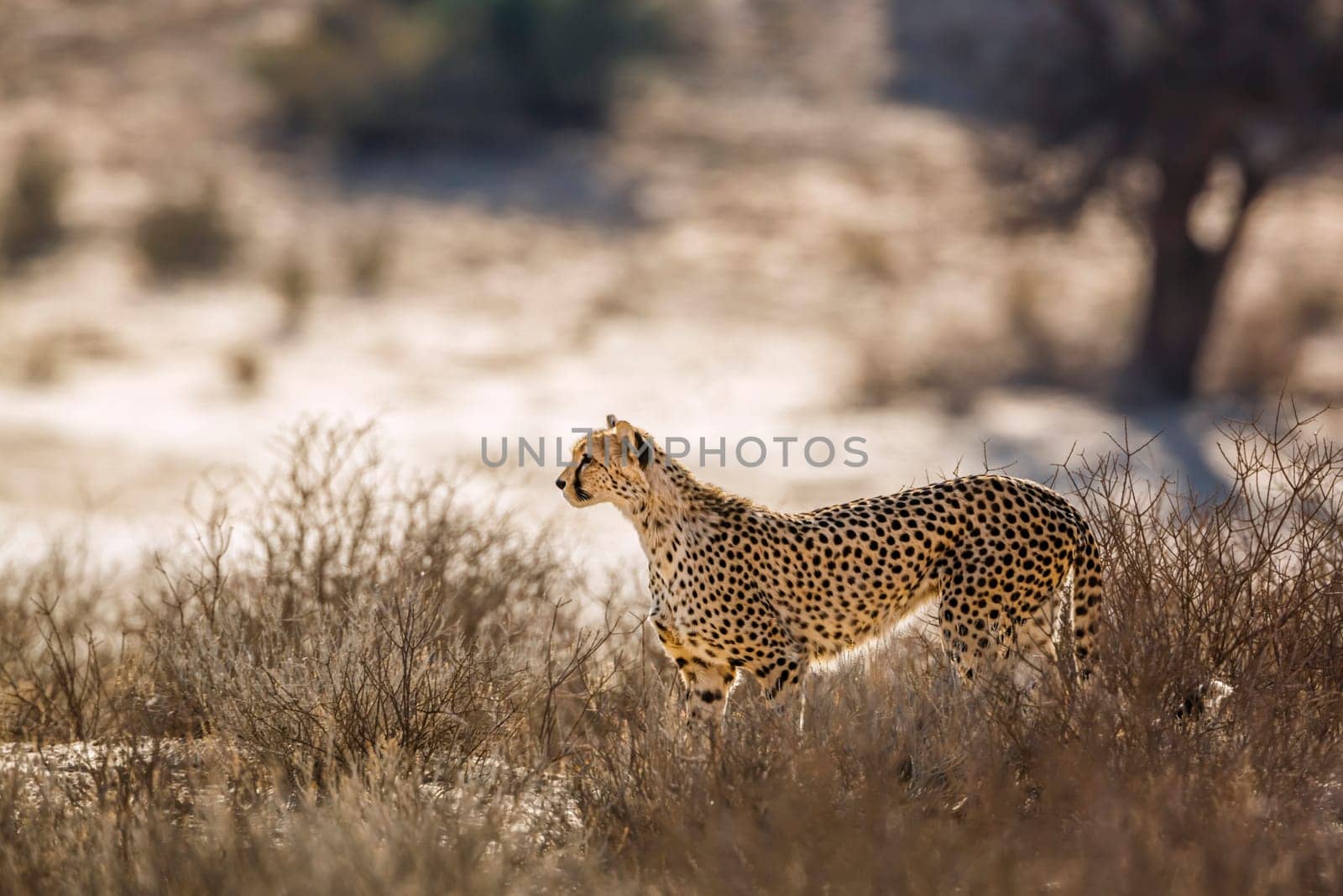Cheetah in alert in Kgalagadi transfrontier park, South Africa ; Specie Acinonyx jubatus family of Felidae
