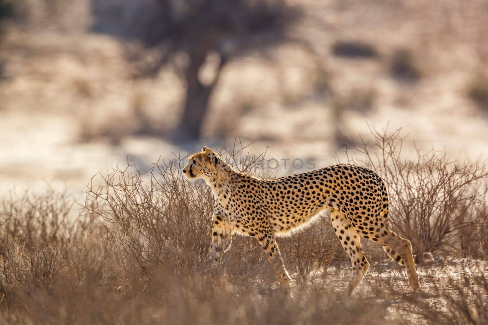 Cheetah in Kgalagadi transfrontier park, South Africa by PACOCOMO