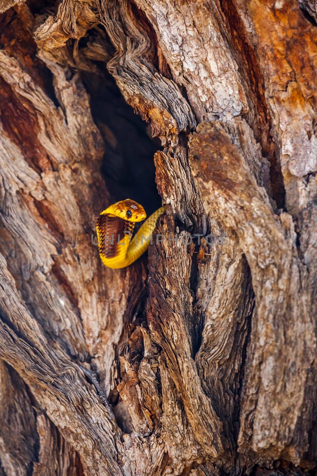 Cape cobra hiding in tree trunk hole with nice bark in Kgalagadi transfrontier park, South Africa; specie Naja nivea family of Elapidae