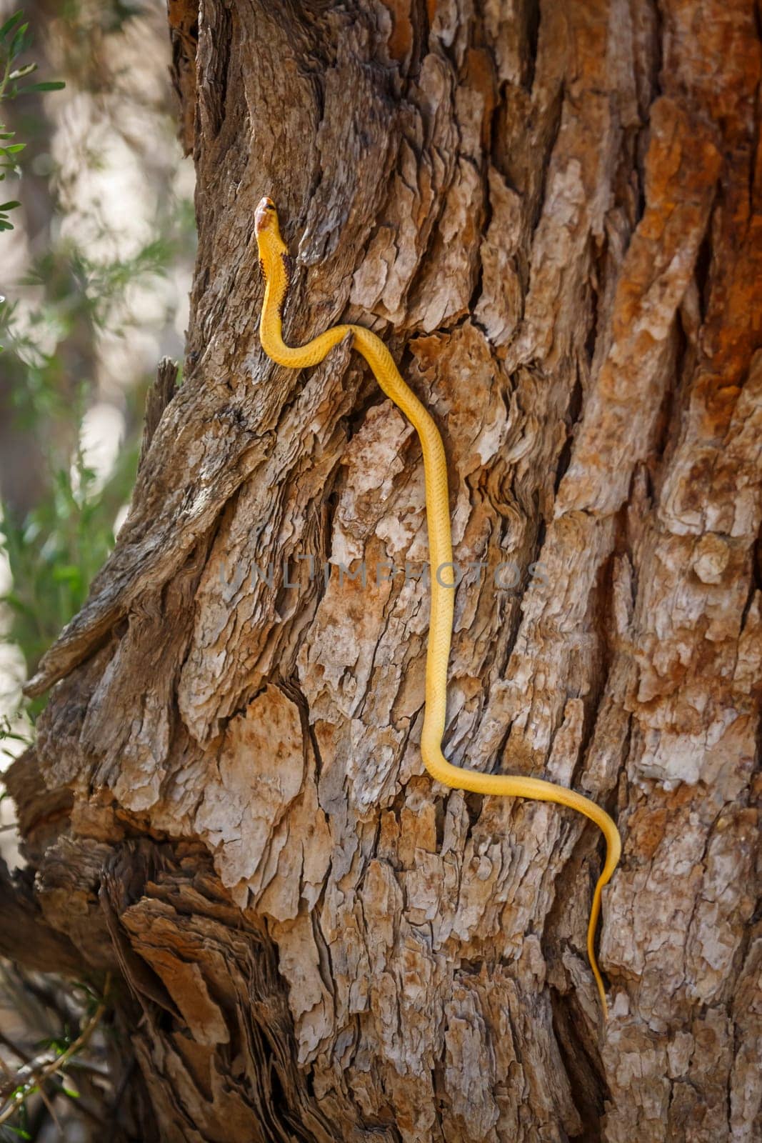 Cape cobra climbing a trunk with nice bark in Kgalagadi transfrontier park, South Africa; specie Naja nivea family of Elapidae