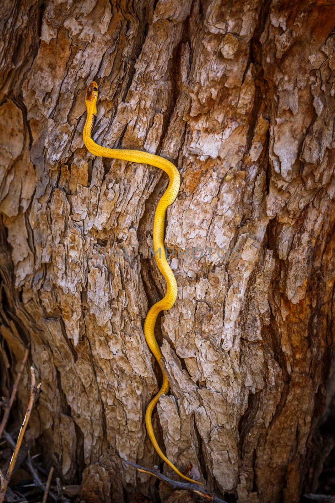 Cape cobra climbing a trunk with nice bark in Kgalagadi transfrontier park, South Africa; specie Naja nivea family of Elapidae