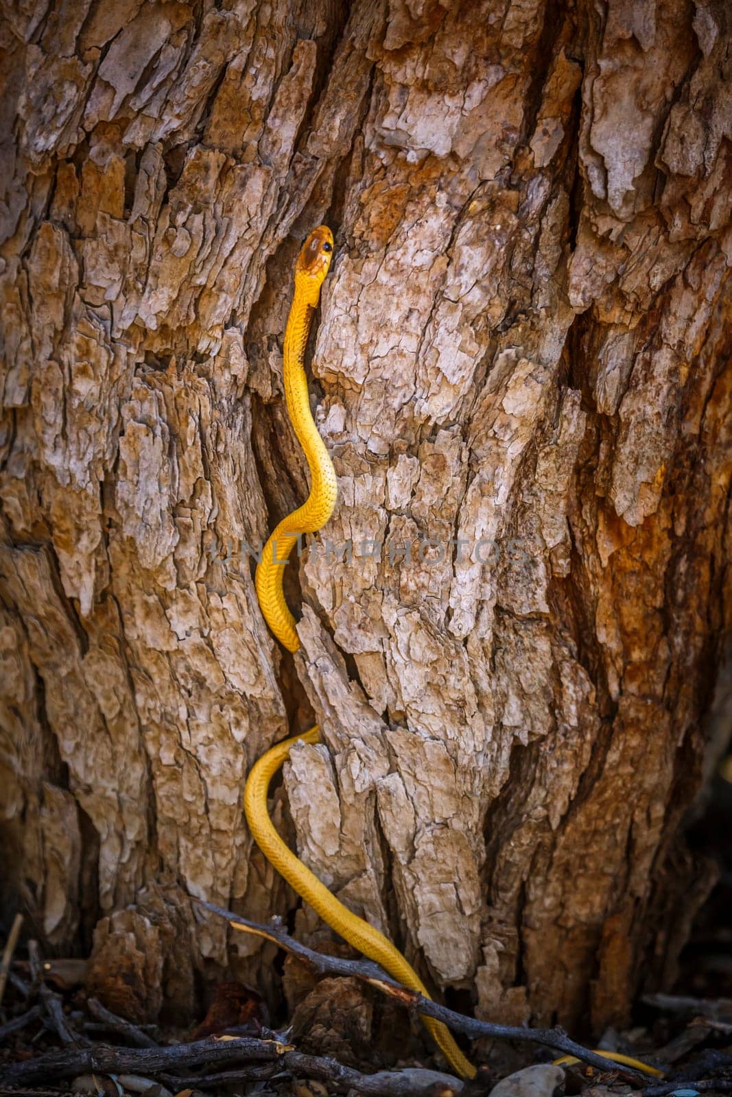 Cape cobra in Kgalagadi transfrontier park, South Africa by PACOCOMO