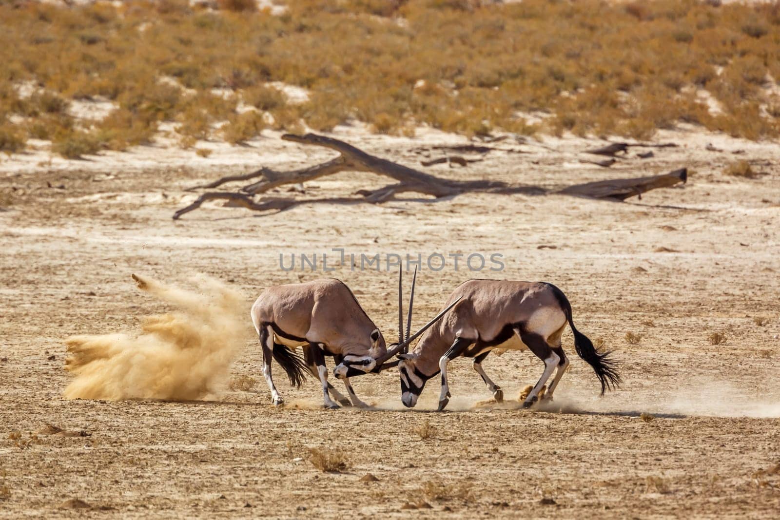 Two South African Oryx bull dueling in dry land in Kgalagadi transfrontier park, South Africa; specie Oryx gazella family of Bovidae