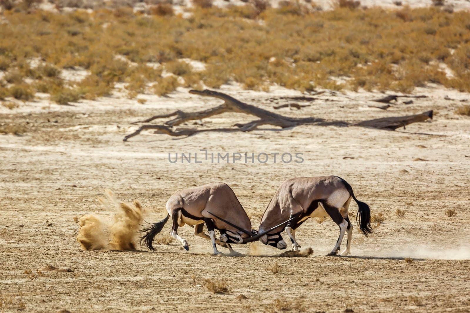 Two South African Oryx bull dueling in dry land in Kgalagadi transfrontier park, South Africa; specie Oryx gazella family of Bovidae