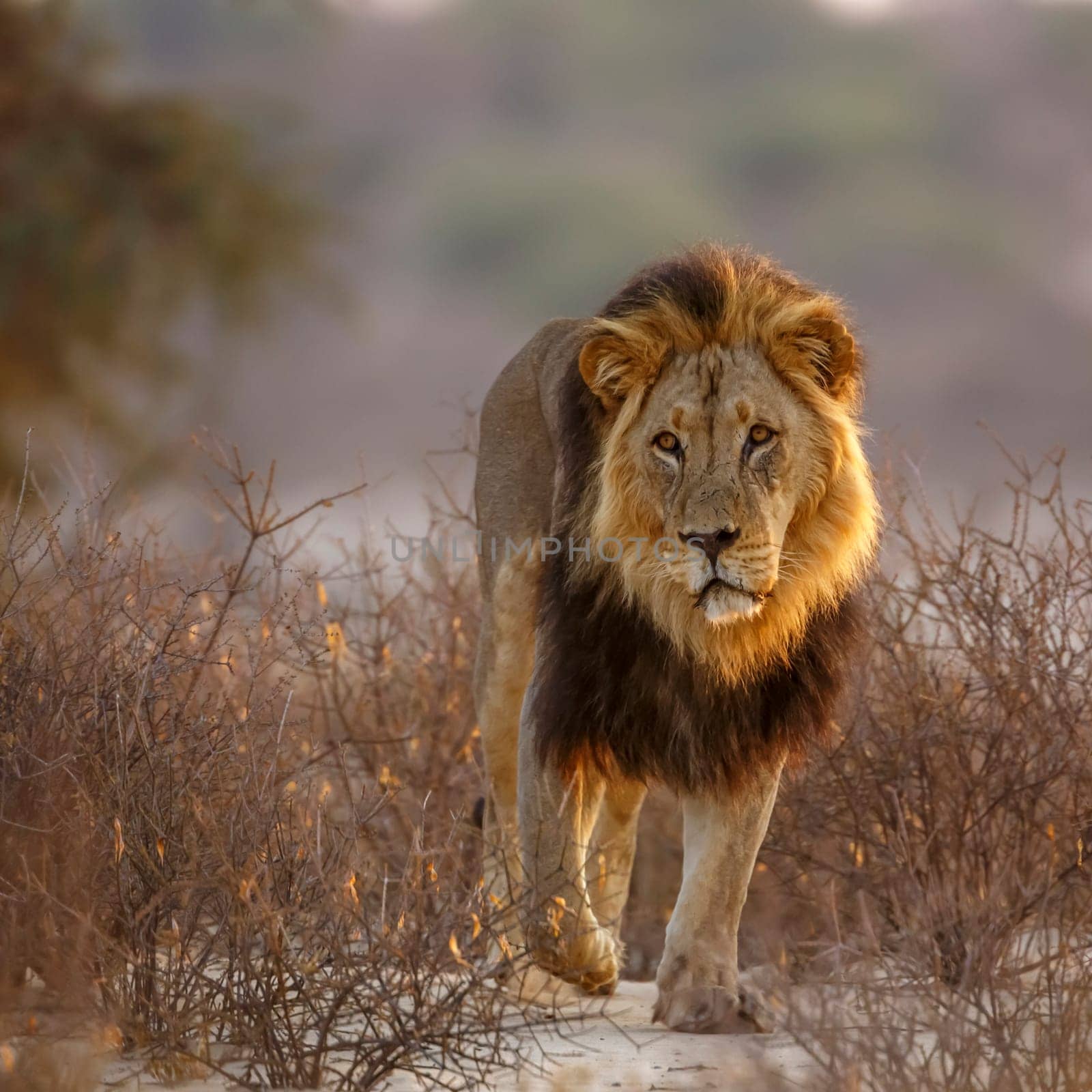 African lion male black mane front view in bush in Kgalagadi transfrontier park, South Africa; Specie panthera leo family of felidae