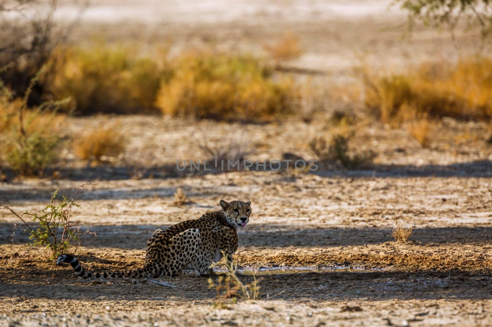 Cheetah  in Kgalagadi transfrontier park, South Africa by PACOCOMO