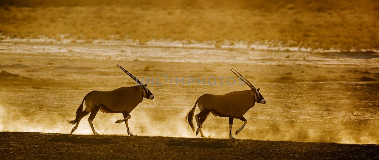 South african oryx  in Kgalagadi transfrontier park, South Africa by PACOCOMO