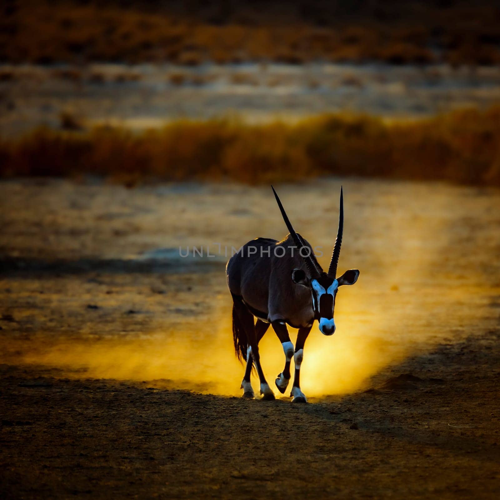 South African Oryx walking front view in sand at sunset in Kgalagadi transfrontier park, South Africa; specie Oryx gazella family of Bovidae