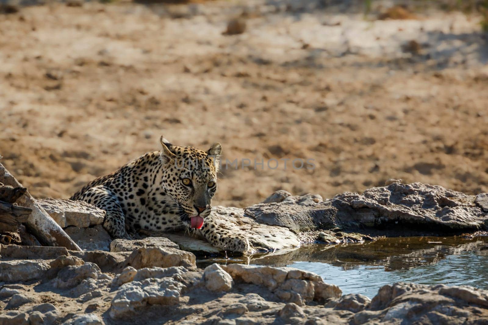 Leopard drinking at waterhole in Kgalagadi transfrontier park, South Africa; specie Panthera pardus family of Felidae
