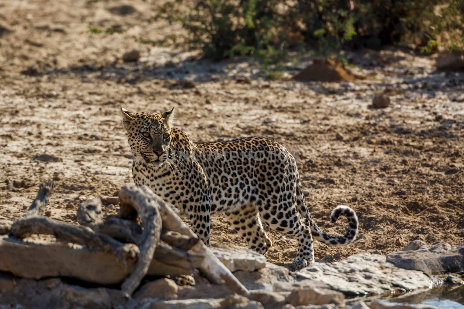Leopard standing at waterhole in Kgalagadi transfrontier park, South Africa; specie Panthera pardus family of Felidae