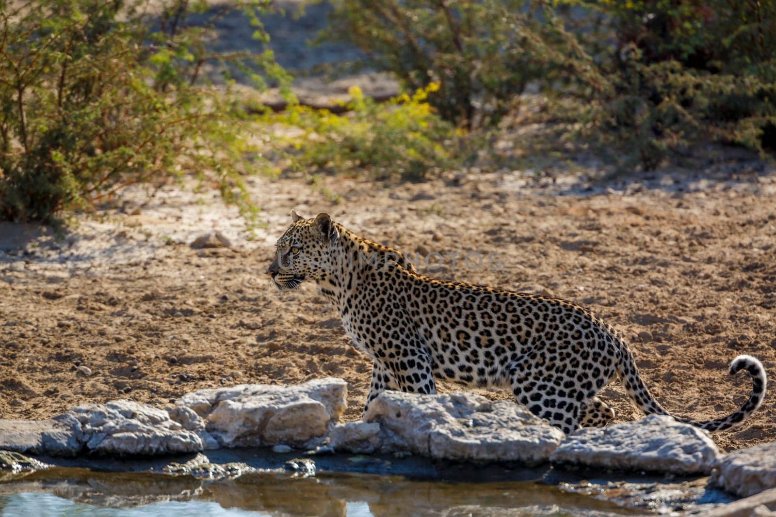 Leopard in Kgalagadi transfrontier park, South Africa by PACOCOMO