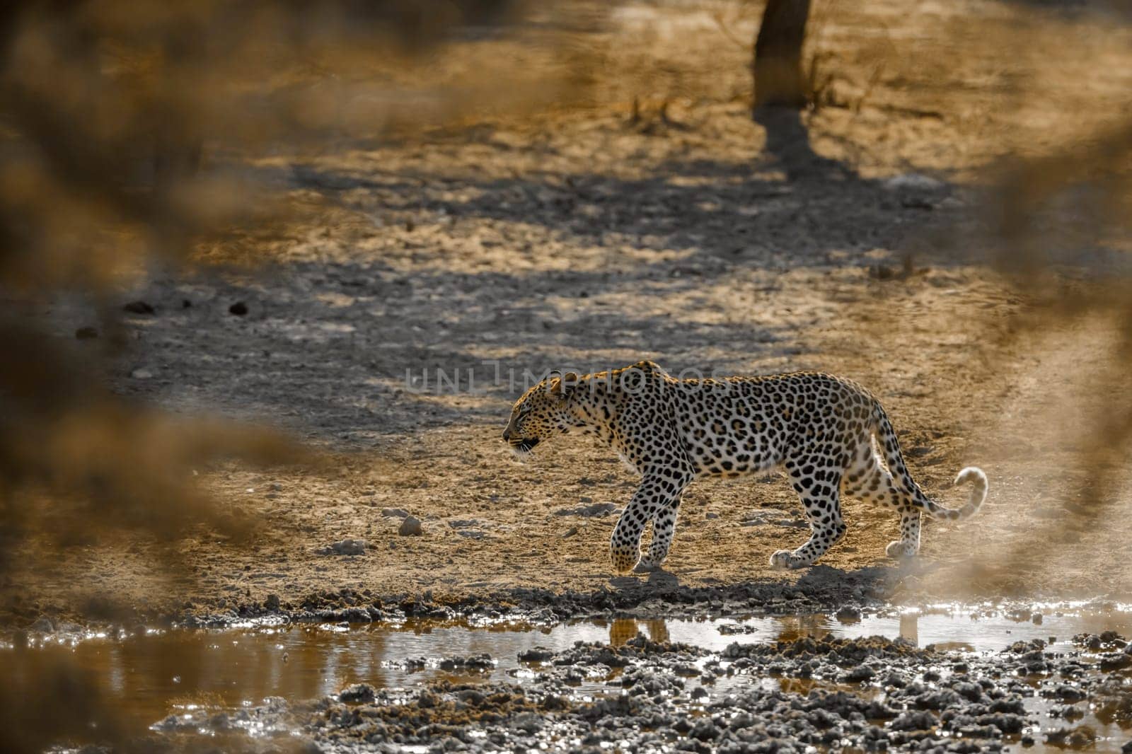 Leopard walking along waterhole in Kgalagadi transfrontier park, South Africa; specie Panthera pardus family of Felidae