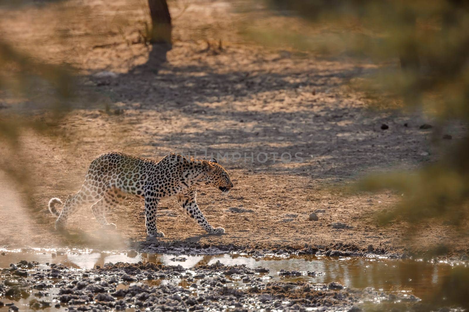 Leopard walking along waterhole in Kgalagadi transfrontier park, South Africa; specie Panthera pardus family of Felidae