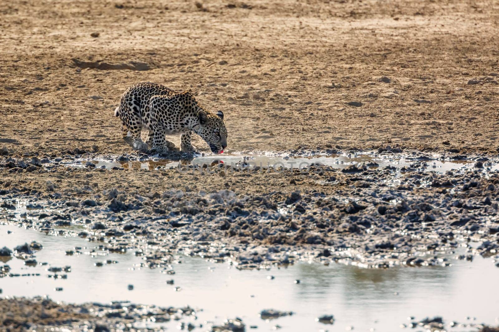 Leopard in Kgalagadi transfrontier park, South Africa by PACOCOMO