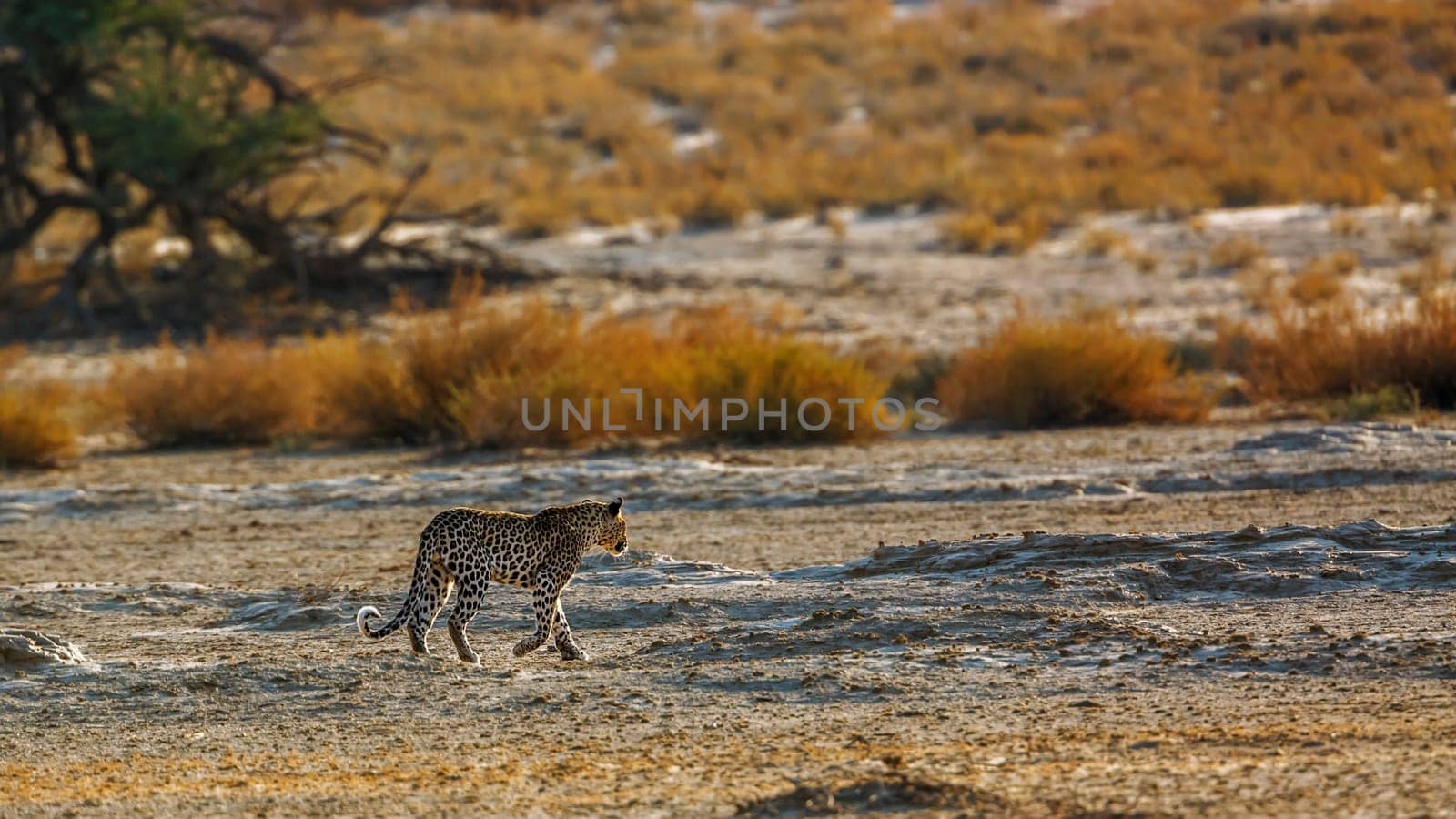 Leopard in Kgalagadi transfrontier park, South Africa by PACOCOMO