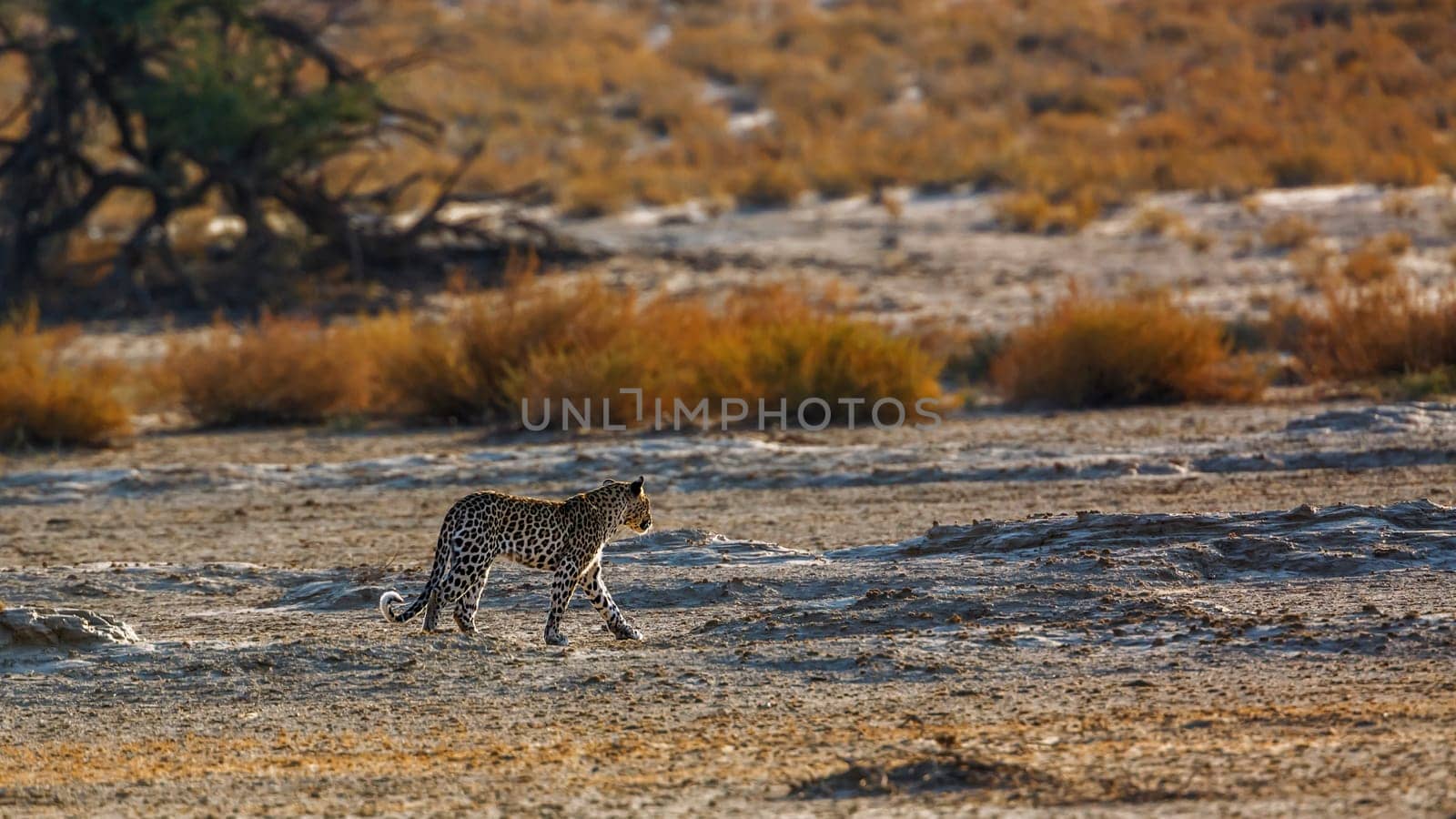 Leopard in Kgalagadi transfrontier park, South Africa by PACOCOMO