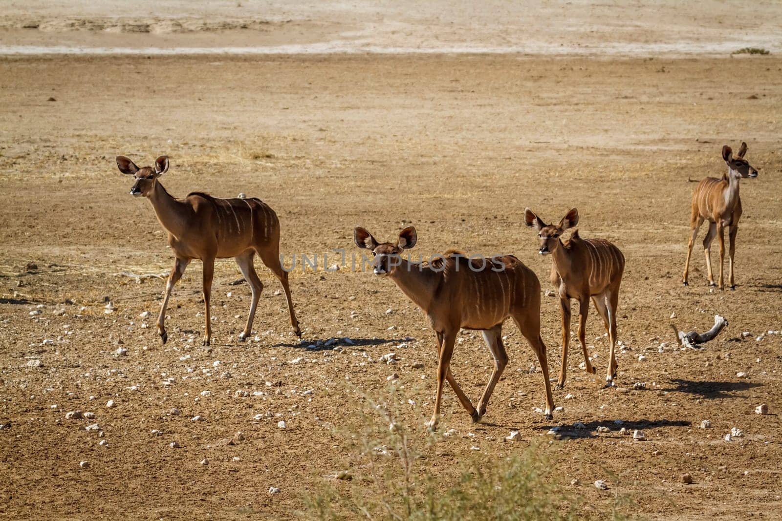 Four Greater kudu female in alert in Kglalagadi transfrontier park, South Africa ; Specie Tragelaphus strepsiceros family of Bovidae