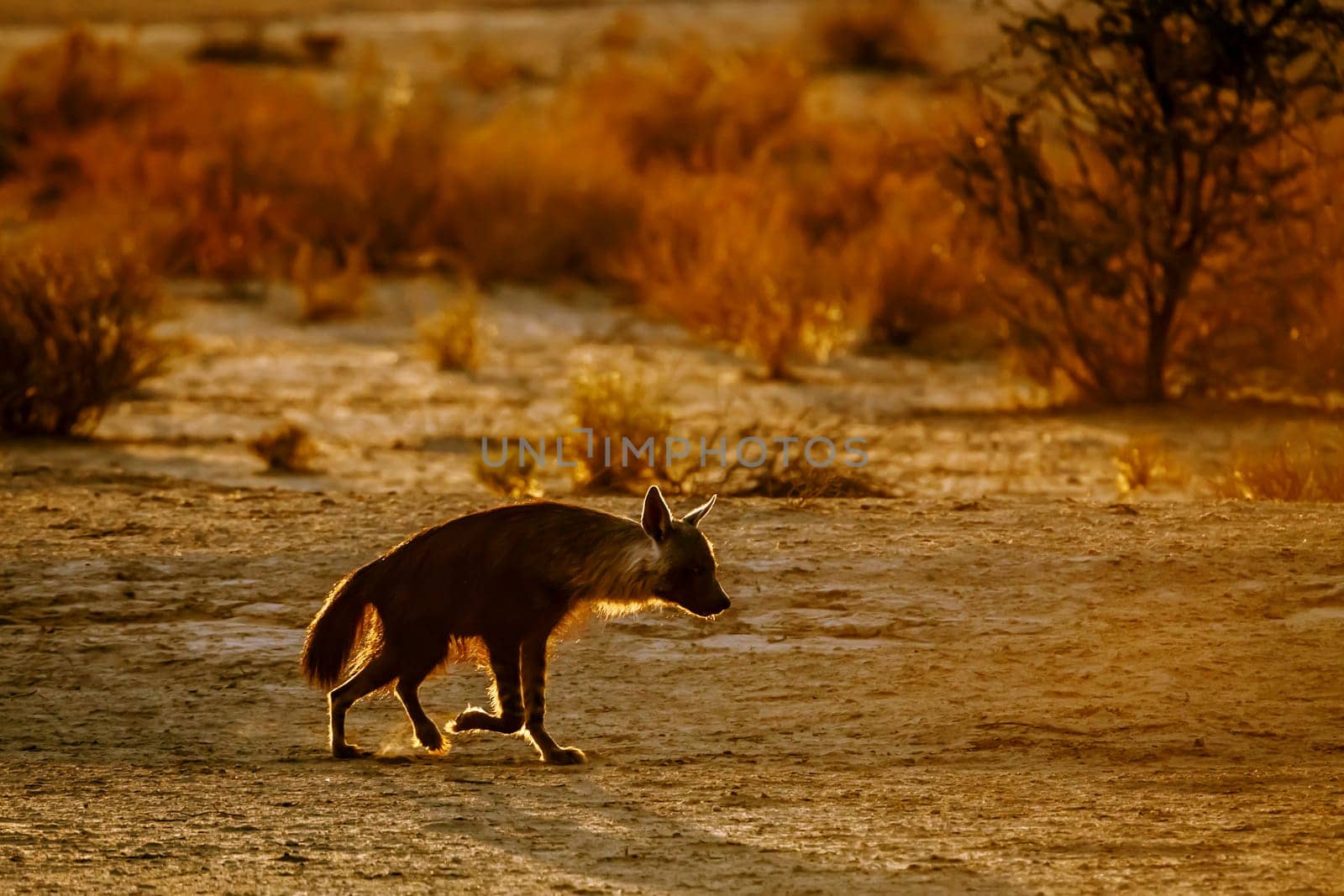 Brown hyena  in Kgalagadi transfrontier park, South Africa by PACOCOMO