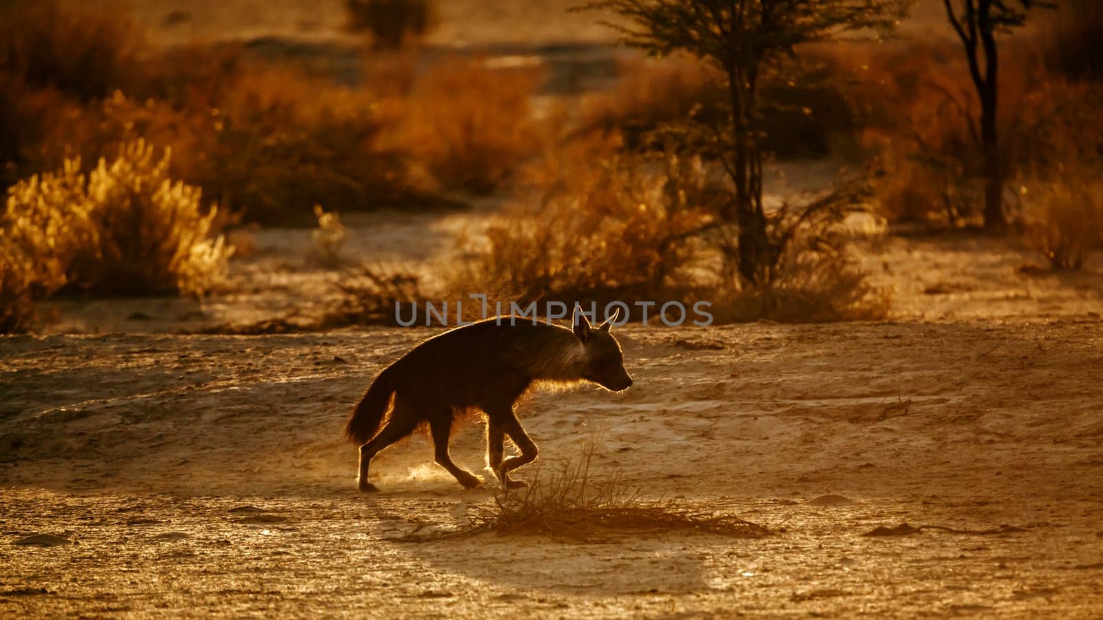 Brown hyena walking in backlit at dusk in Kgalagadi transfrontier park, South Africa; specie Parahyaena brunnea family of Hyaenidae