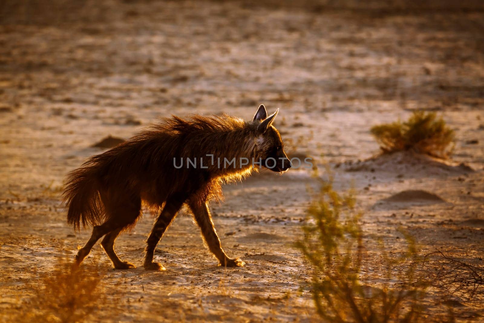 Brown hyena walking in backlit hairs up in Kgalagadi transfrontier park, South Africa; specie Parahyaena brunnea family of Hyaenidae