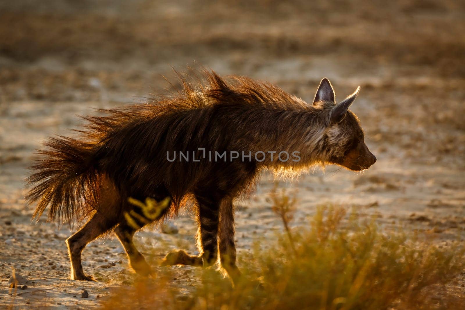 Brown hyena walking in backlit hairs up in Kgalagadi transfrontier park, South Africa; specie Parahyaena brunnea family of Hyaenidae