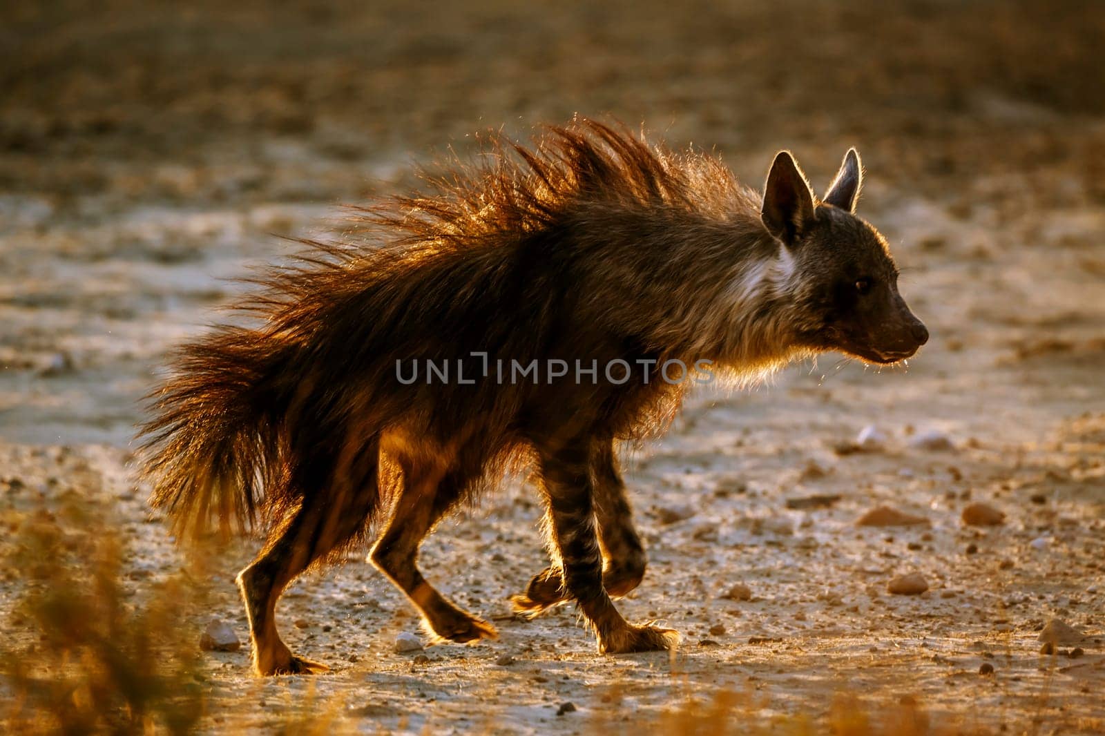 Brown hyena  in Kgalagadi transfrontier park, South Africa by PACOCOMO