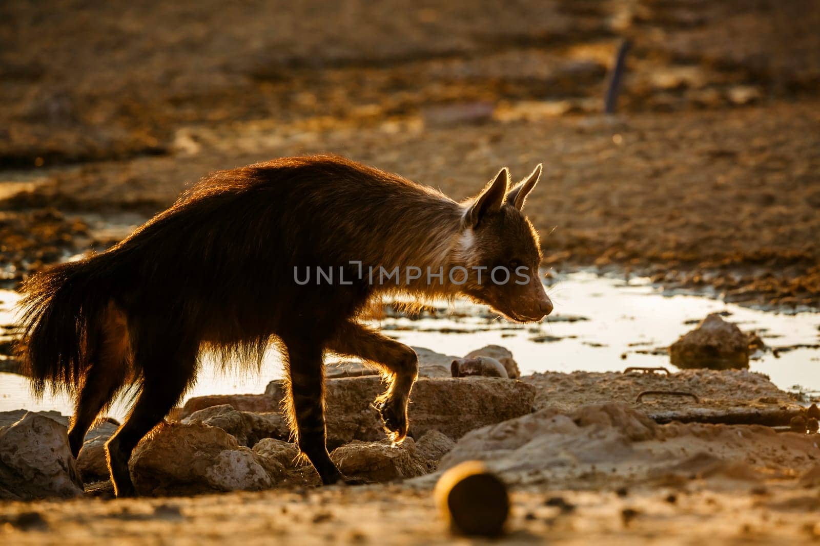 Brown hyena walking backlit at dawn in Kgalagadi transfrontier park, South Africa; specie Parahyaena brunnea family of Hyaenidae