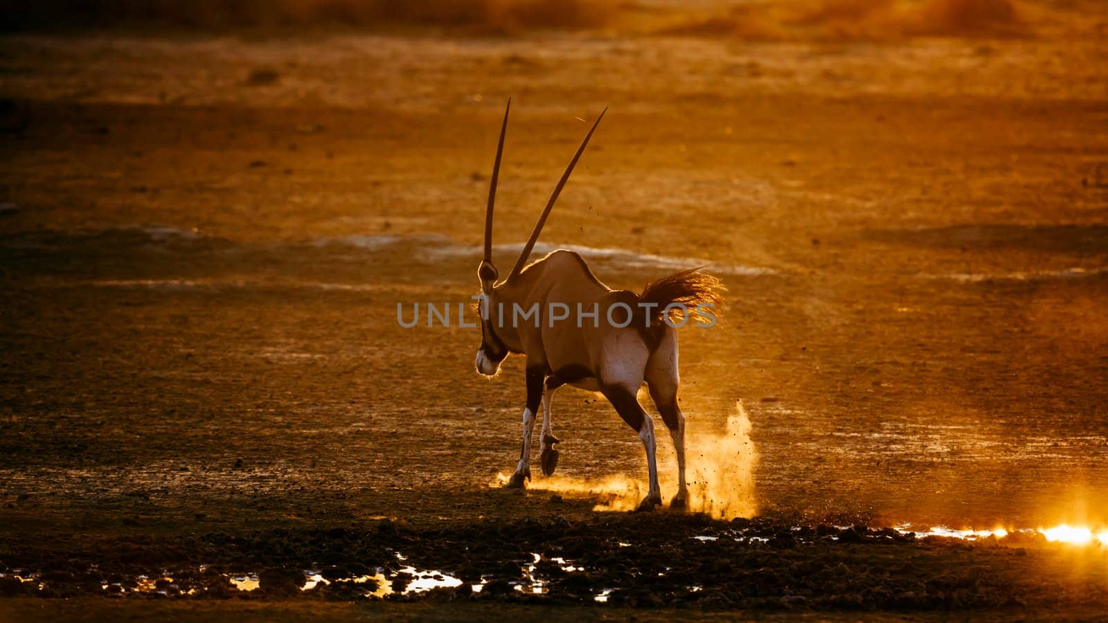 South African Oryx running away in sand at sunset in Kgalagadi transfrontier park, South Africa; specie Oryx gazella family of Bovidae