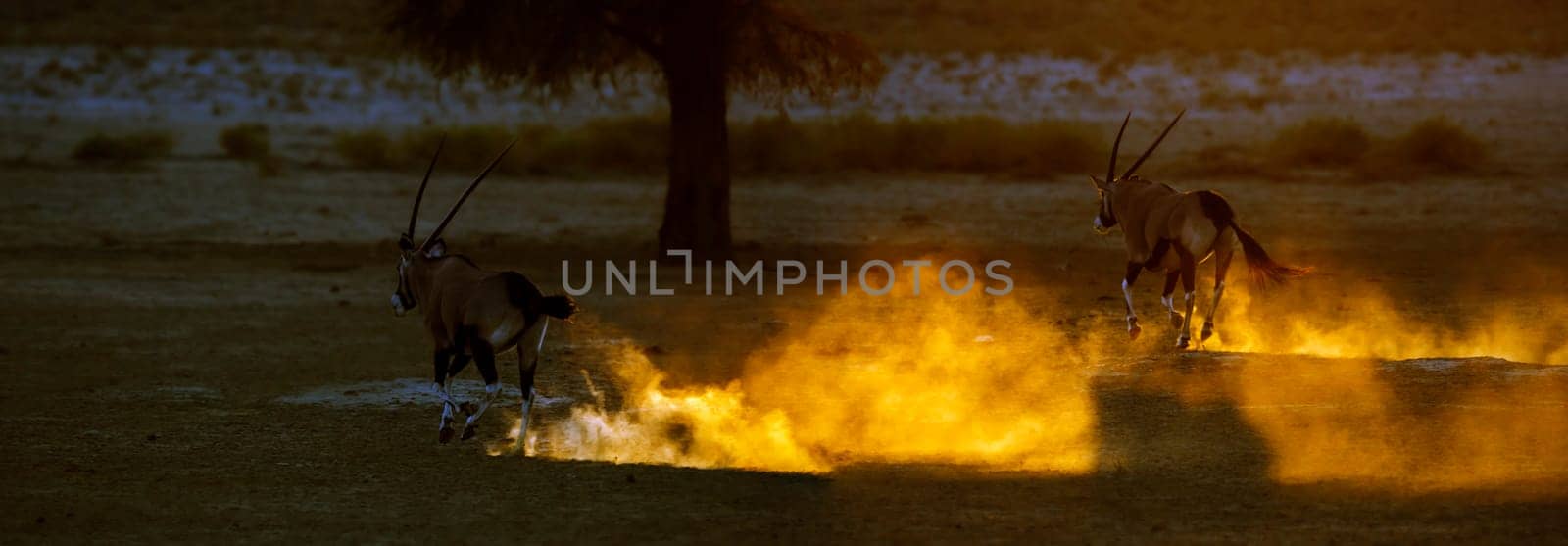 Two South African Oryx running backlit in sand at sunset in Kgalagadi transfrontier park, South Africa; specie Oryx gazella family of Bovidae